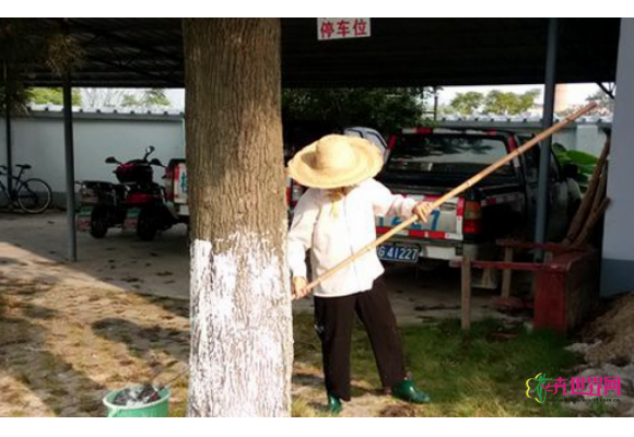 广西象州:昼夜温差大 绿化树加“冬衣” 广西象州:昼夜温差大 绿化树加“冬衣”