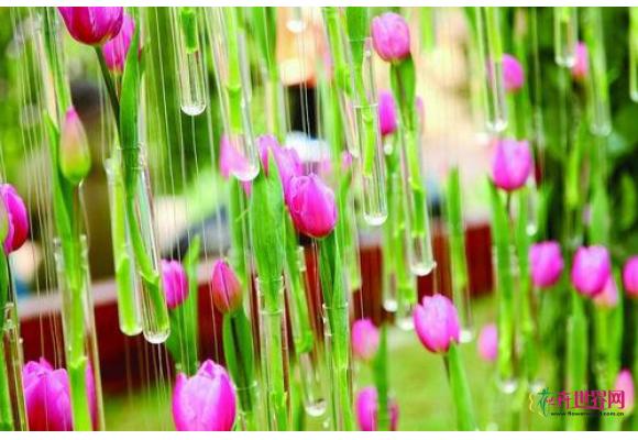 上海辰山植物园举办“郁金香的前世今生”主题花展 上海辰山植物园举办“郁金香的前世今生”主题花展