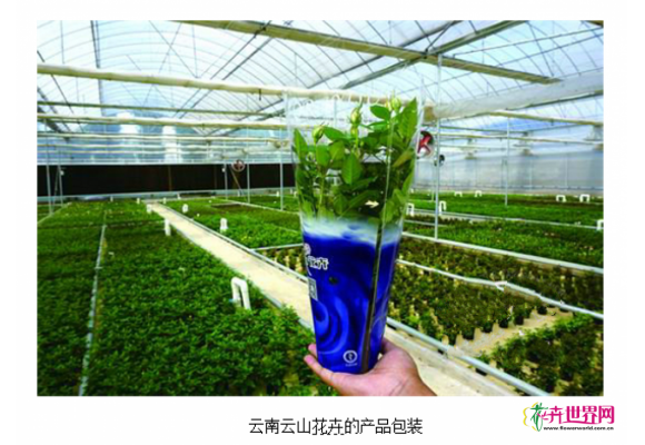 云南：小盆花种植者包装意识增强