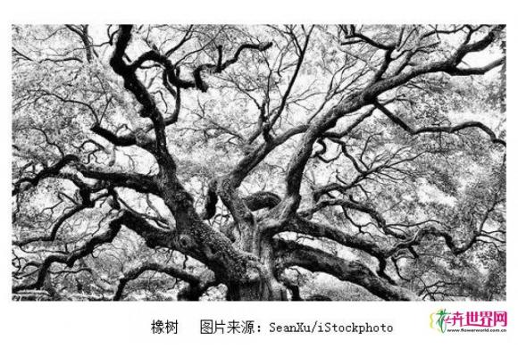 艰巨的科学工作:全球首个树种数据库建立 艰巨的科学工作:全球首个树种数据库建立
