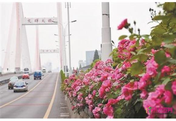 杭州发布《高架桥挂箱绿化种植与养护技术规范》