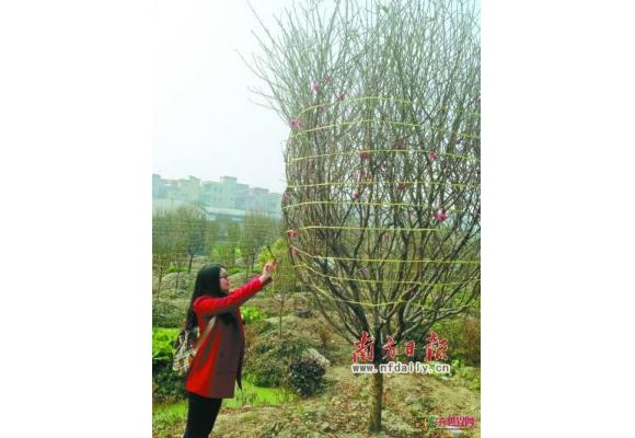 广东：广州年花主打平民化平价花卉 进口花无人购 