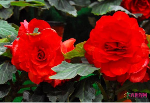 云南：斗南花市‘金正日花’销售好