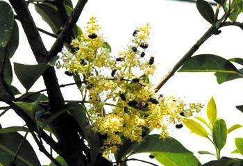 不招蜂引蝶 鲜花竟招苍蝇 不招蜂引蝶 鲜花竟招苍蝇