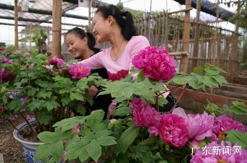 广东三水荷花世界盛开牡丹引来游客如潮