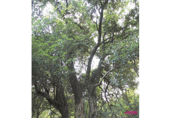 泉州安溪两棵百年仙人树 每当八月可香飘十里