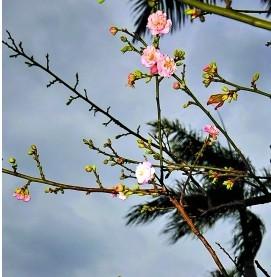 “不浇水的鲜花”绽放京城 云花新品“梦之草”获大奖