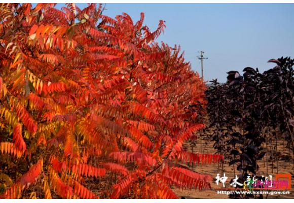 陕西:神木家庭苗圃 400多亩彩色树林惹人醉 陕西:神木家庭苗圃 400多亩彩色树林惹人醉