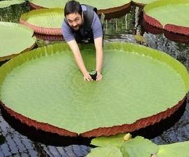 英国皇家植物园“救活”世界最小睡莲（组图）