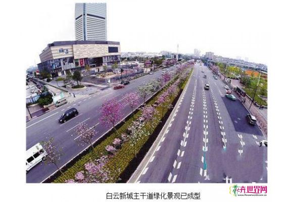 广州白云区“森林大道”景观成型“颜值高”