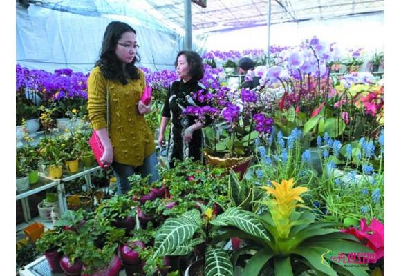 广东汕头:迎春花市进入“预热模式” 广东汕头:迎春花市进入“预热模式”