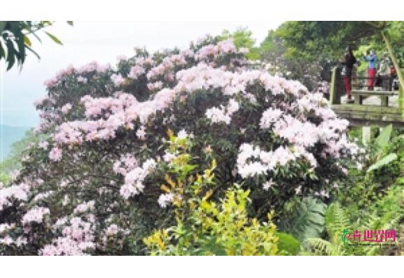 深圳:梧桐山的乡土树种毛棉杜鹃怒放成花海 深圳:梧桐山的乡土树种毛棉杜鹃怒放成花海