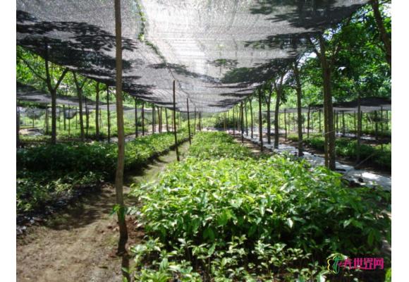 广州龙洞:种苗生意惨淡 摒弃跟风种植是出路 广州龙洞:种苗生意惨淡 摒弃跟风种植是出路