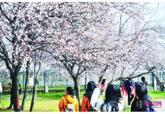 湖北：武汉大学山寨“樱花”开得正艳