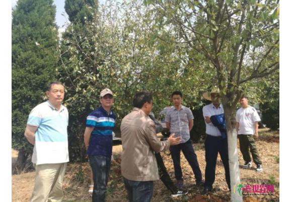 滇苗协今日启程调研乡土苗木种植情况 