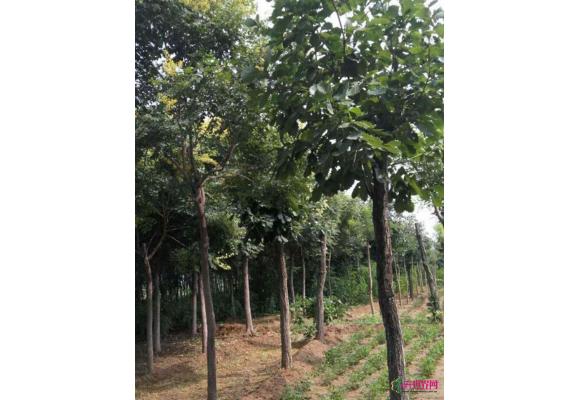 吉林辉南：蒙古栎种子价格或将上涨