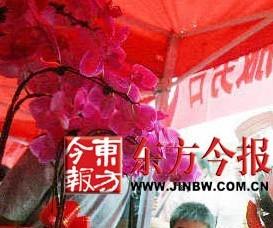 科技创新是未来 郑州克隆成功蝴蝶兰研究成果世界领先