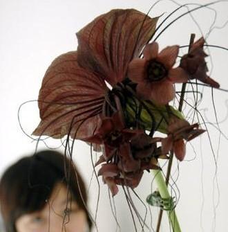 北京：世界花卉大观园老虎花冬季绽放（图）