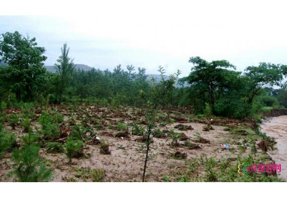 多地连日暴雨致苗圃被毁 拯救苗木行动起来