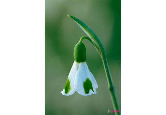 奇葩花卉之小清新系列——雪滴花 