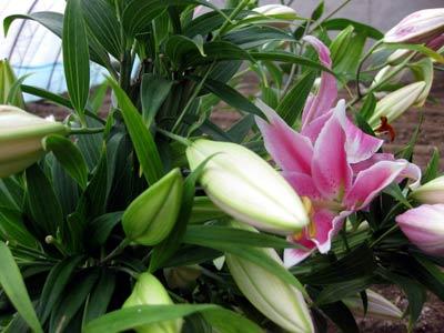 北京：大兴庄百合盛放 鲜花基地助民增收