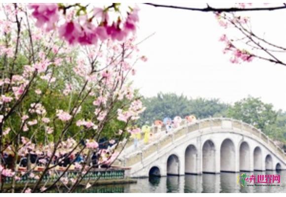 广州：首届“樱花与古建筑欣赏节”日前开幕