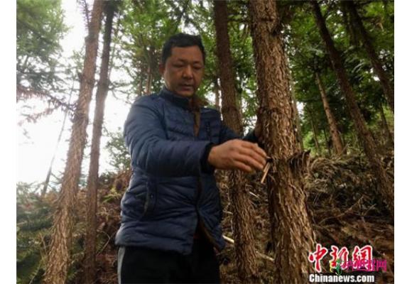 植绿人刘洪喜:山中种树10年 绿化荒山1200余亩 植绿人刘洪喜:山中种树10年 绿化荒山1200余亩