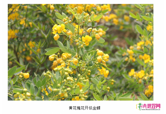 石家庄：首次引种秋冬季开花新树种黄花槐
