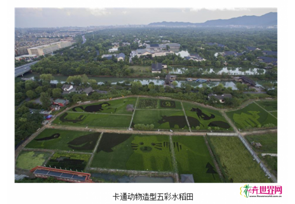杭州:西溪湿地旁有60亩“动物”稻田 杭州:西溪湿地旁有60亩“动物”稻田