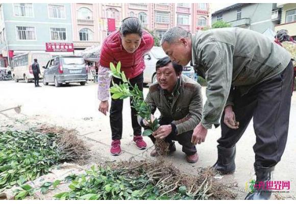 广西来宾:瑶山春光早 苗木销路好 广西来宾:瑶山春光早 苗木销路好