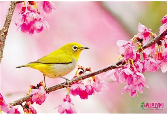 南宁:石门森林公园樱花盛开惹人醉 南宁:石门森林公园樱花盛开惹人醉