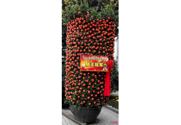 年桔擂台赛赛出陈村桔王       现场举行桔王拍卖仪式与传统的安桔活动