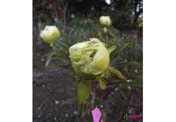 上海植物园牡丹已绽放 花期较往年提早一个月 上海植物园牡丹已绽放 花期较往年提早一个月