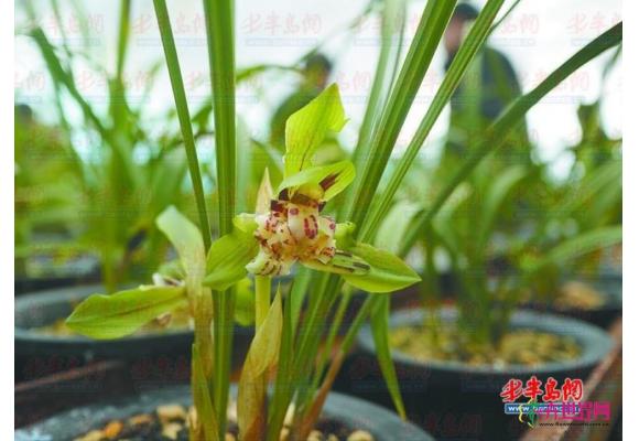 山东：青岛第九届兰花博览会21日开幕 