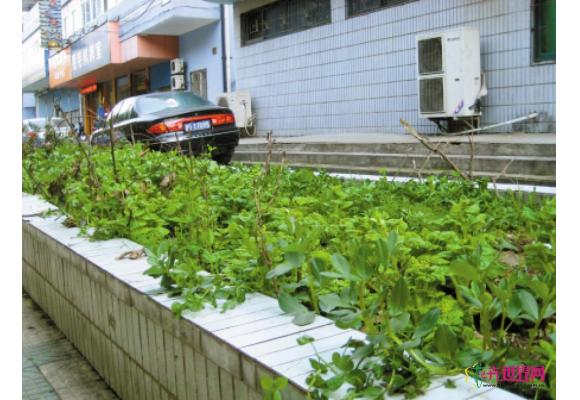 河南:绿化带成“私家菜园”道路变成断头路 河南:绿化带成“私家菜园”道路变成断头路