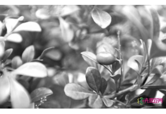 株洲现米兰花结火红色果实 专家称从未发现