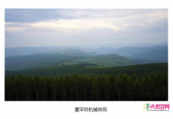 绿色奇迹——塞罕坝从一棵树到一片“海” 绿色奇迹——塞罕坝从一棵树到一片“海”