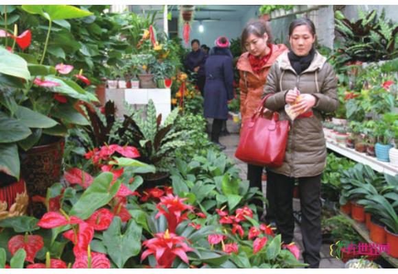 绿色植物走俏花卉市场 元旦前或迎小幅涨价 绿色植物走俏花卉市场 元旦前或迎小幅涨价