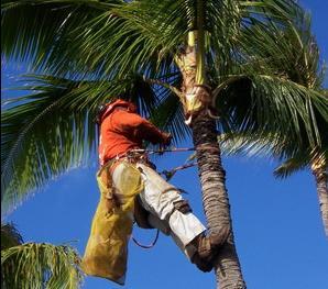 ISA关注中国  关注IPM