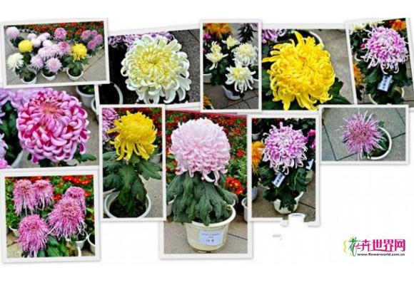 南昌:第26届菊花展“花王”出炉 “骏河舞姬”夺魁 南昌:第26届菊花展“花王”出炉 “骏河舞姬”夺魁