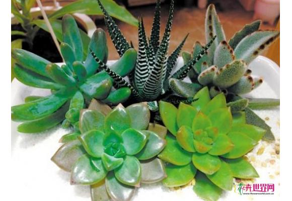 广州：三月多肉植物俘虏白领心 石莲花最受欢迎