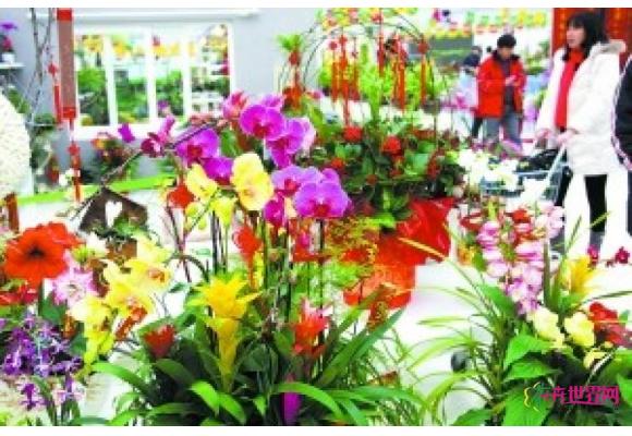 1500万盆年宵花春节上市 
