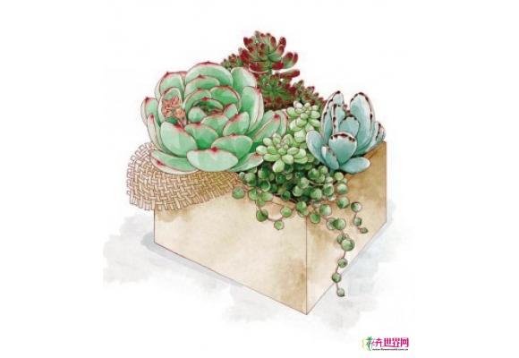 杭州：早春花市 萌物“肉肉”疯狂涨价 