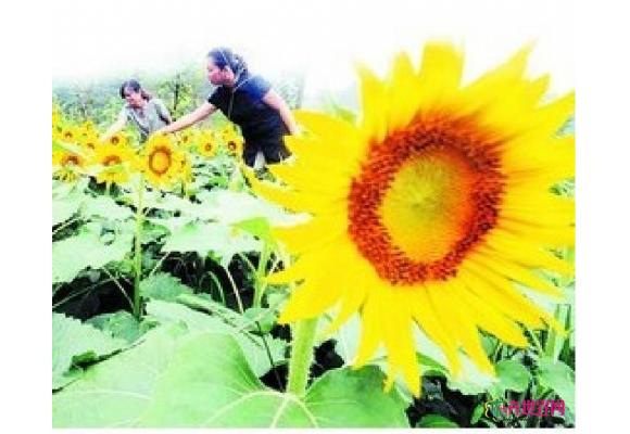 长沙首届园林生态节于本月中旬在长沙园林生态园举行