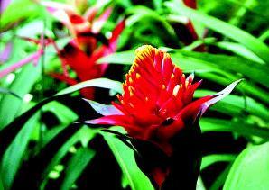 2010，看“国产凤梨花”扮靓世博园