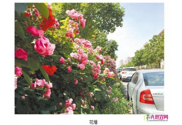 洛阳推广垂直绿化 蔷薇“花墙”高颜值