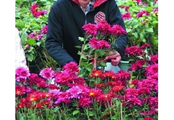 福建泉州本地产菊花大量上市 蝴蝶兰等盆景受热捧