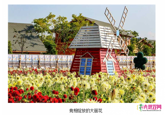 8万株大丽花绽放昆明捞渔河湿地公园