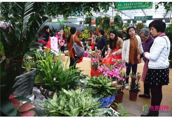 广东：陈村迎春花市将开锣 规模全国居首