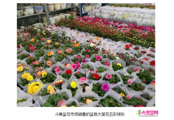 昆明产盆栽大丽花价格走低